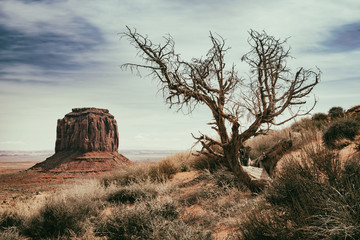 panoramic photo of the Monument Valley Park in Arizona in USA with vintage effect, tree and dry...