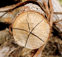 Large round piece of wood from a cut down tree in the forest. Annual rings from an aged tree stump