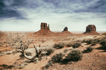 panoramic photo of the Monument Valley Park in Arizona in USA with vintage effect, tree and dry vegetation in the foreground - obrazy, fototapety, plakaty