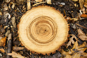 Large round piece of wood from a cut down tree in the forest. Annual rings from an aged tree stump