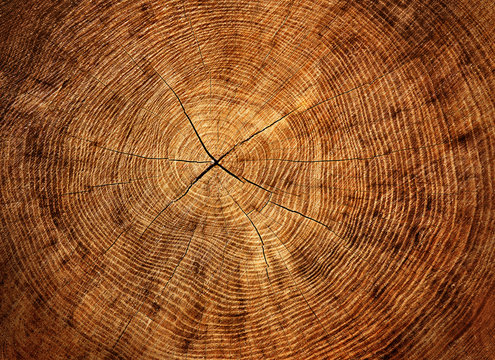 Large closeup of aged tree ring surface. Warm orange and yellow tones with rings and cracks.