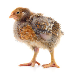 Small brown chicken