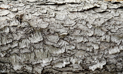 Pine tree bark with gray neutral tones and rough surface. Sustainable material outside in nature