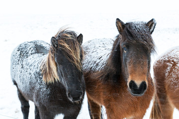 Cute icelandic horses in snowy weather