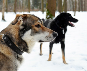 Dogs in the winter forest
