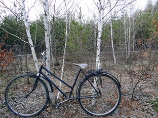 Старый велосипед возле молодых берёз