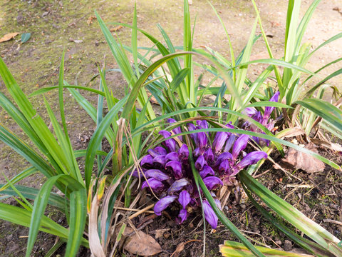 Lathraea clandestina in the spring forest