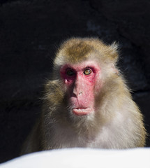 Japanese macaque also known as the snow monkey