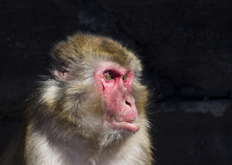 Obraz premium Japanese macaque also known as the snow monkey