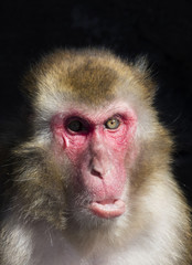 Obraz premium Japanese macaque also known as the snow monkey