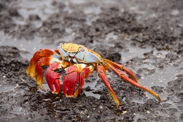 Sally Lightfoot crab ashore in the Galapagos Islands.