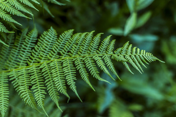 Green fern