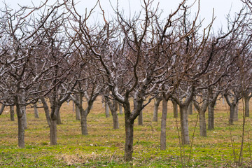 Fototapeta na wymiar Orchard with plum trees