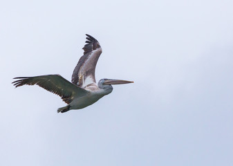 Great white pelican in flight