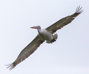 Great white pelican in flight