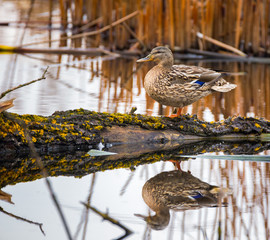 Female mallard on a log