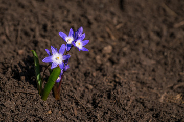 Close up of a Glory-of-the-Snow blooming in a bed of fresh mulch
