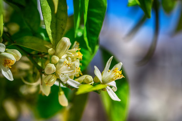 Blooming branch of an orange tree. Flowers of an orange tree. Macro.