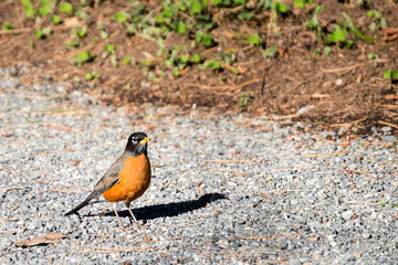 American Robin on a gravel garden path in the spring
