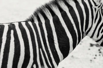Naklejka premium Zebra Stripes