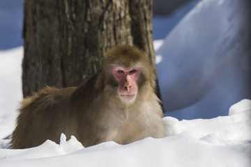 Obraz premium Japanese macaque also known as the snow monkey