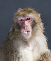 Japanese macaque also known as the snow monkey