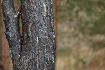 Burn bark wood background