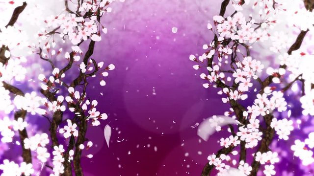 満開になる桜の花びら 紫 ループ