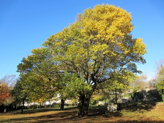 autumnal ash tree