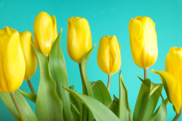 Obraz premium Bouquet of tulips in color background