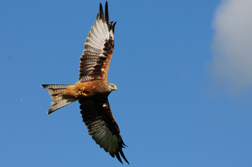 Red kite (Milvus milvus) spreading his wings in the sky