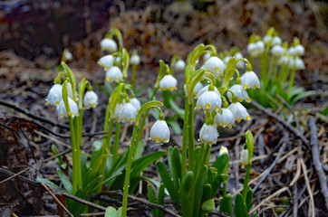 Leucojum vernum in Bieszczady Mountains