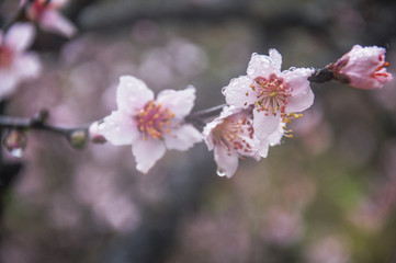 Blossoming peach flowers in spring