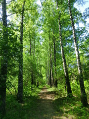 Fototapeta na wymiar Dykanka Poltava region, Ukraine: path between the birch trees