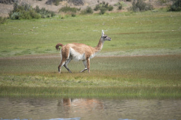 Guanaco Solo