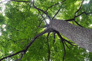 Naklejka premium Beneath the Tree