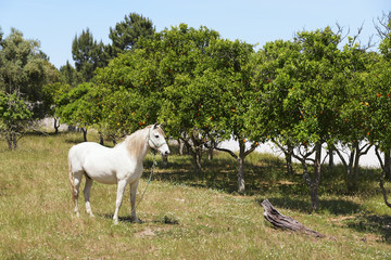 Obraz premium White Horse