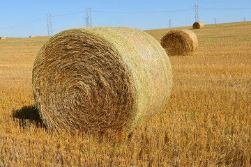 Round straw/hay bales in agriculture field.