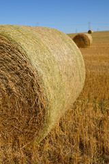 Round straw/hay bales in agriculture field.