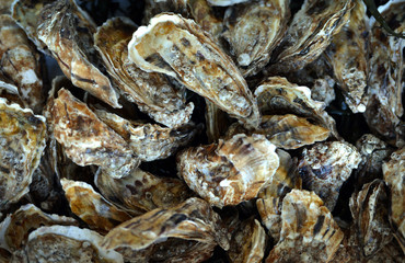 oysters