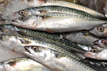 Mackerel