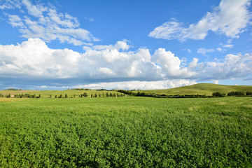 Naklejka premium scenic views of the hills of Siena in Tuscany Italy, in spring
