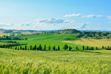 Obraz premium scenic views of the hills of Siena in Tuscany Italy, in spring