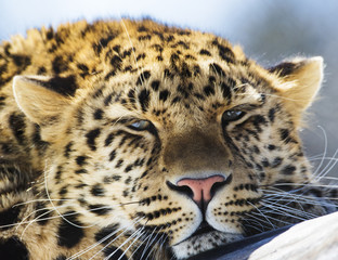 amur leopard
