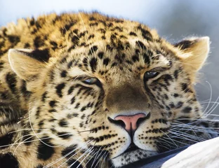 Meubelstickers amur leopard © Mircea Costina