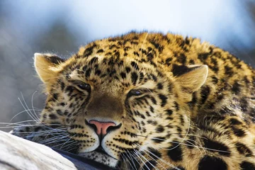 Zelfklevend Fotobehang amur leopard © Mircea Costina
