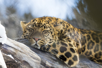 amur leopard