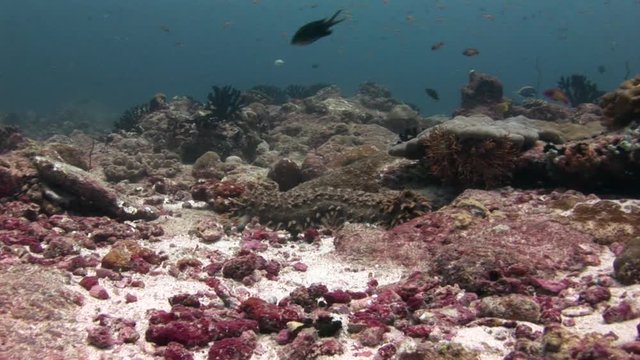 Sea cucumber trepang on background of bottom in clean clear water of Maldives. Swimming in world of colorful beautiful wildlife of corals reefs. Inhabitants in search of food. Abyssal relax diving.