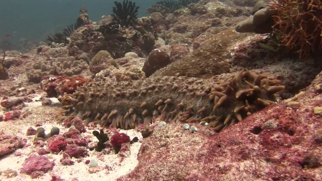 Sea cucumber trepang on background of bottom in clean clear water of Maldives. Swimming in world of colorful beautiful wildlife of corals reefs. Inhabitants in search of food. Abyssal relax diving.