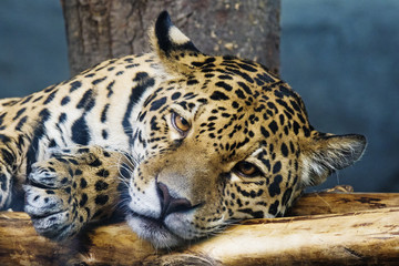 jaguar portrait